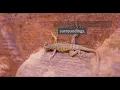 South Carolina Lizards