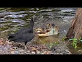 Download Lagu Peruaanse wetlands: een uniek toevluchtsoord voor wilde dieren