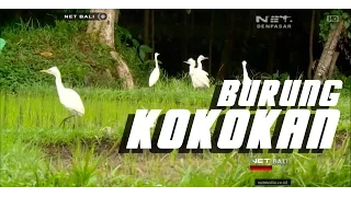 Download NET. BALI - BURUNG KOKOKAN BALI MP3