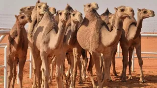 قصيدة سعدون العواجي بعياله عقاب وحجاب         دندنها