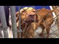 Texarkana Animal Care Adoption Center 9-13-16
