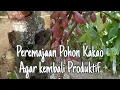 Download Lagu Cara peremajaan pohon Kakao agar kembali produftif #ayobertani #viralvideo #kakaoberbuahlebat