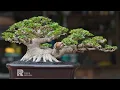 Download Lagu 🌳Selalu ada amunisi super 🤤 Mr. Reza #bonsai #bonsaiindonesia #bonsaitree