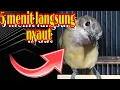 Download Lagu Bimoli gacor - sekali didengar trotolan burung bimoli ngacor isian