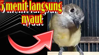 bimoli gacor sekali didengar trotolan burung bimoli ngacor isian