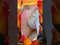 Blackheads Removal Acne Treatment and Very Satisfying Satisfying Pimple pop