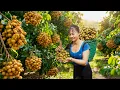 Download Lagu TIMELAPSE -- Harvest 1000+ Longan \u0026 Guava, Use Truck Transport Many Longan \u0026 Guava Go to Market Sell