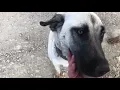 KARNI AÇ OLSA BİLE KARİZMASINI ÇİZDİRMEYEN KÖPEK! - BALAK!! AYI VE KURTLA BOĞUŞTU