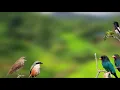 Download Lagu 1 JAM SUARA KICAUAN BURUNG DI ALAM LIAR