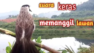 suara burung kutilang pikat gacor pikat kutilang gacor memanggil kutilang liar omvi01