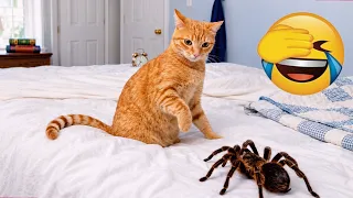 Try not to laugh ๐ Ultimate Funny Cats and Dogs 2026 ๐ฑ๐ถ ๐ค