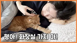 고양이들에게 사랑받는 집사 형아도 이럴 땐 힘들다! ㅋㅋㅋ