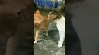 اي يا صاوي اكسبلور هتضحك ترند تحشيش ضحك قط حيوانات 