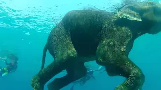 copy of swimming with elephant andaman islands