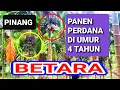 Download Lagu PANEN PERDANA PINANG BETARA