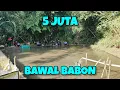 Download Lagu KEJUTAN‼️MANCING DI KOLAM DADAKAN TERNYATA IKANNYA BABON-BABON