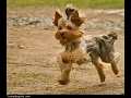 Who let the dogs out - Baha Men