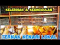 Download Lagu KELEBIHAN \u0026KEUNGGULAN TERNAK KENARI LOKAL \u0026 LOPER