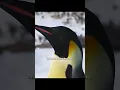 The penguin chick going out to socialize is absolutely adorable#wildlife #animals #shorts #video