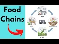Food Chain - Simple Terms