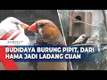 Lagu Dari Hama Sawah Jadi Ladang Uang, Petani Muda Sukses Ternak Burung Pipit