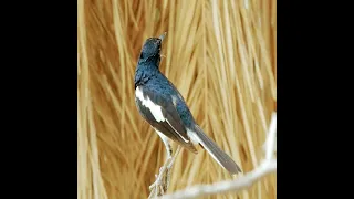 أبو الحناء الأخرج الشرقي 