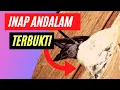 Download Lagu SUARA INAP BJA VS AKAU ||Kombinasi Stereo LR