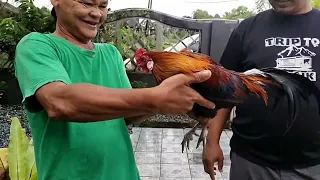 ciri ciri ayam hutan utk memikat bernilai ribuan ringgit yang dicari