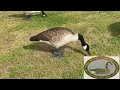 How to flock Canada Goose Decoys