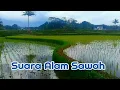 Pemandangan Sawah Dan Suara Alam Sawah #pemandangansawah