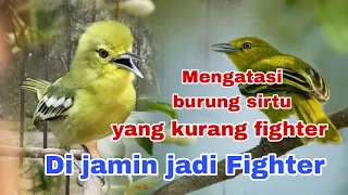 cara mengatasi burung sirtu yang kurang fighter bisa jadi fighter 