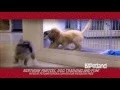 Puppies Petland Commercial - Escape from West Ridge Mall Topeka KS