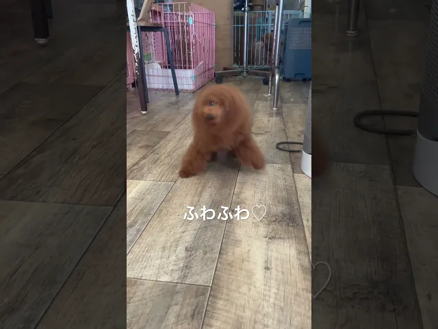 動画