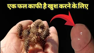 लगाते ही उ त्तेजना इतनी बढ़ जाती है कि खटिया टूट जाती है, इतना तेज पावरफूल हैं  chota dhatura के बीज
