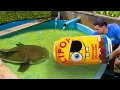 Download Lagu I Caught The Pond Monster in A SpongeBob Fish Trap…