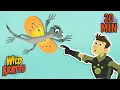 Leaping Lizards Draco Lizards Komodo Dragons More Animals for Kids Wild Kratts