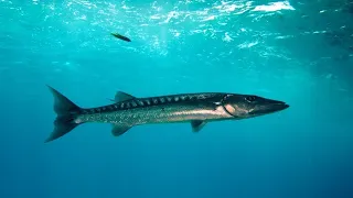 Download Baracudda Sp. Ini dia Predator Ikan pelagis yang sangat pandai mengintai mangsa dan cepat menerkam MP3