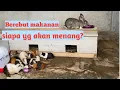 Download Lagu kelinci vs Marmut Berebut makanan #kelinci #marmut #rabbit #guineapig