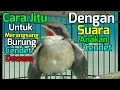 Download Lagu Cara Jitu Untuk Merangsang Burung Cendet Dewasa Dengan Suara Loloan  Anakan Cendet