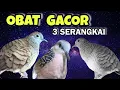 Download Lagu Tekukur Gacor Suara Kenceng VS Perkutut Lokal Suara Ngegas
