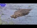 Download Lagu Wildlife #wildlife #nature #alligator #corcodile #outdoors