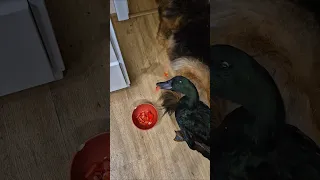 Jerry the duck has terrible manners when eating tomatoes