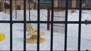 В Большереченском зоопарке в честь Дня полярного медведя Забаве устроили праздник