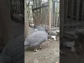 SUARA AYAM MUTIARA