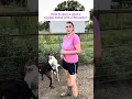 Download Lagu Cara Memberikan Bolus Tembaga pada Kambing Anda Menggunakan Pistol Bolus