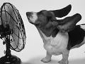 George Clinton Atomic Dog