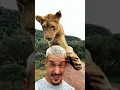 Download Lagu Nayla the Bully🦁 #lion #wildlife #deanschneider