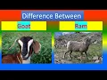 Difference Between Goat and Ram