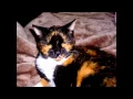 cottonsox