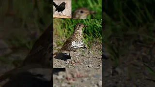 صوت لصيد الشحرور والسمن Birds 
